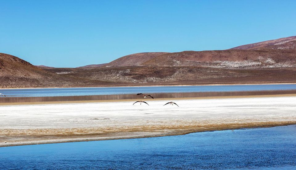 From Arequipa: Excursion to the Salinas Lagoon Full Day - Key Points