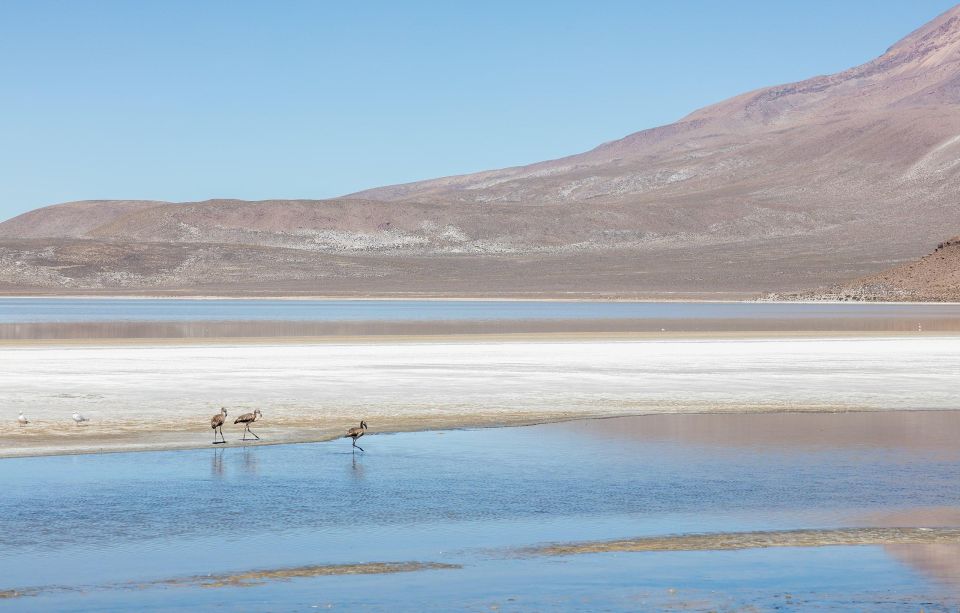 From Arequipa Full Day Salinas Lagoon Excursion - Key Points