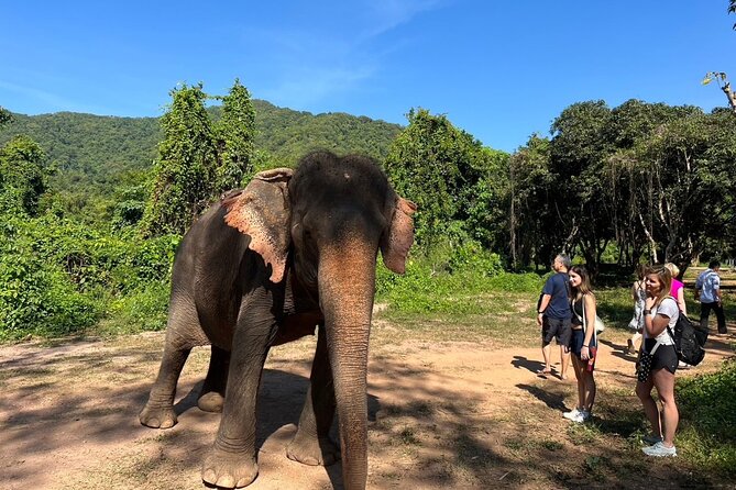 From Bangkok: Elephant Jungle Sanctuary Day Trip - Key Points