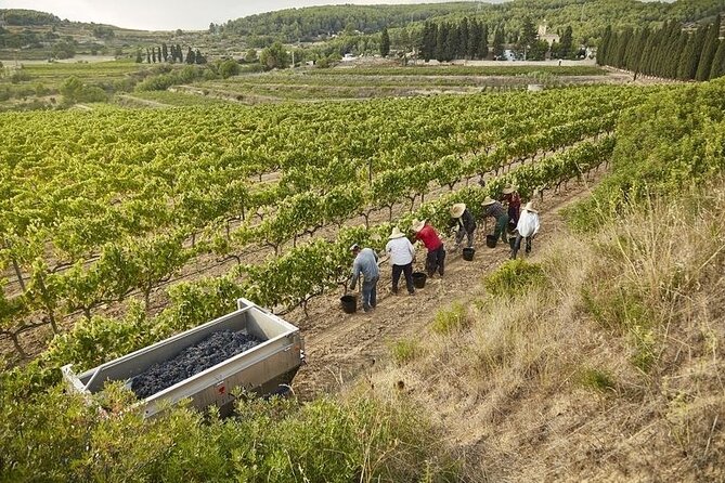 From Barcelona: Wine Cellar Visit in Penedes With Tasting - Visit Location and Duration