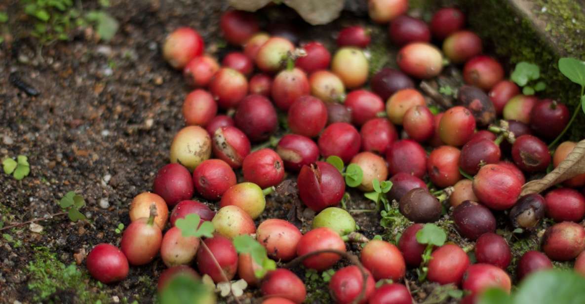 From Bogotá: Coffee Plantation Experience - Key Points