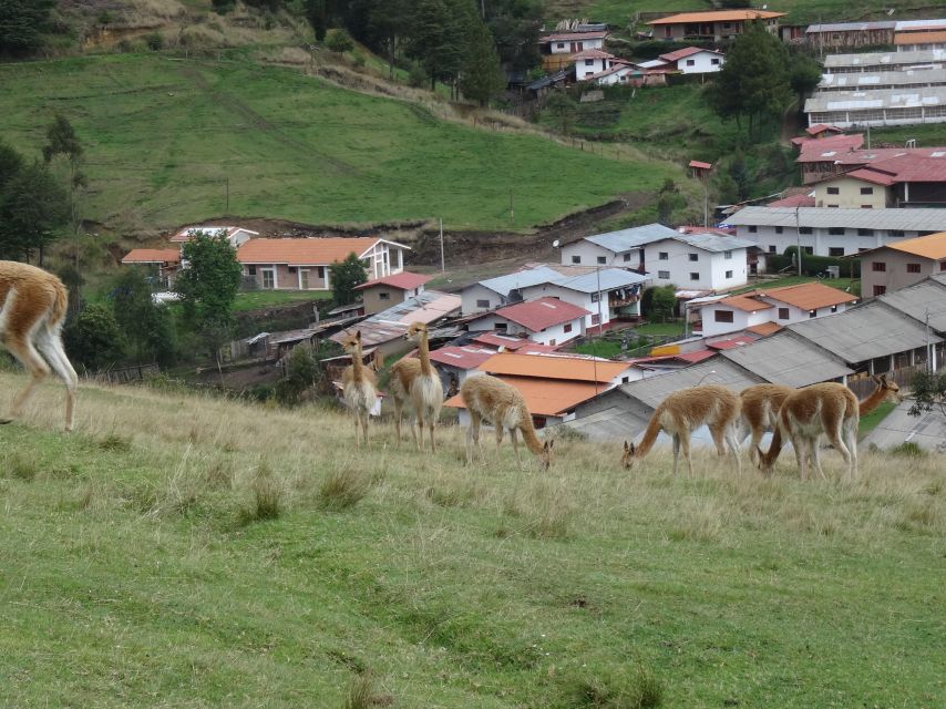 From Cajamarca: Porcon Farm - Key Points