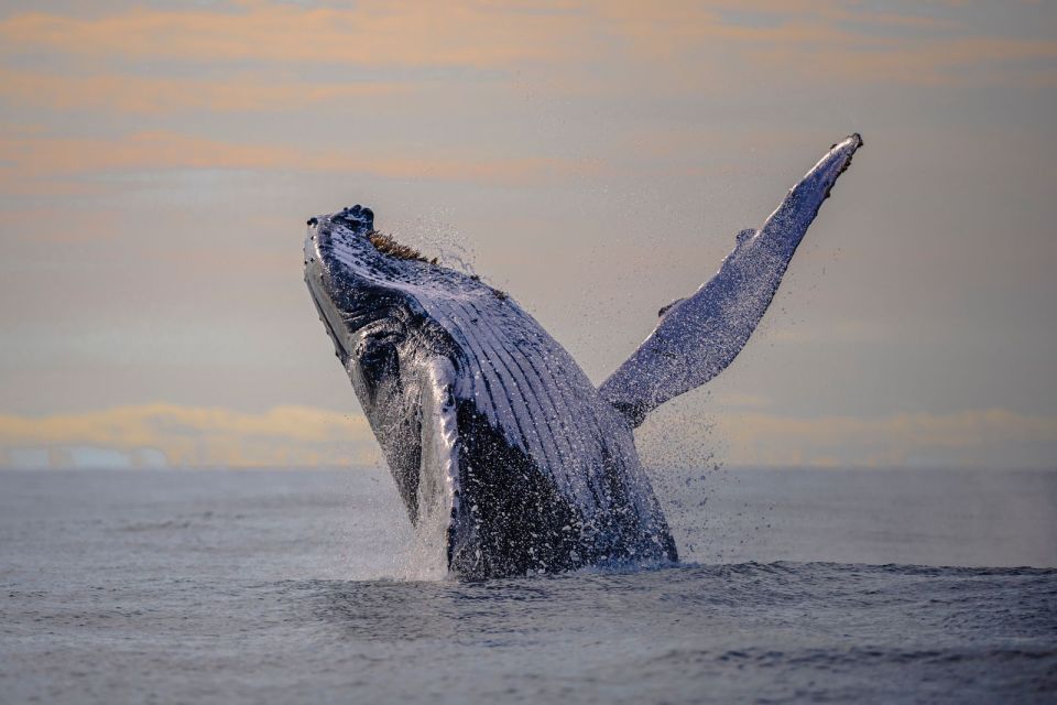 From Cali: Whale Watching Day Trip in Buenaventura - Key Points