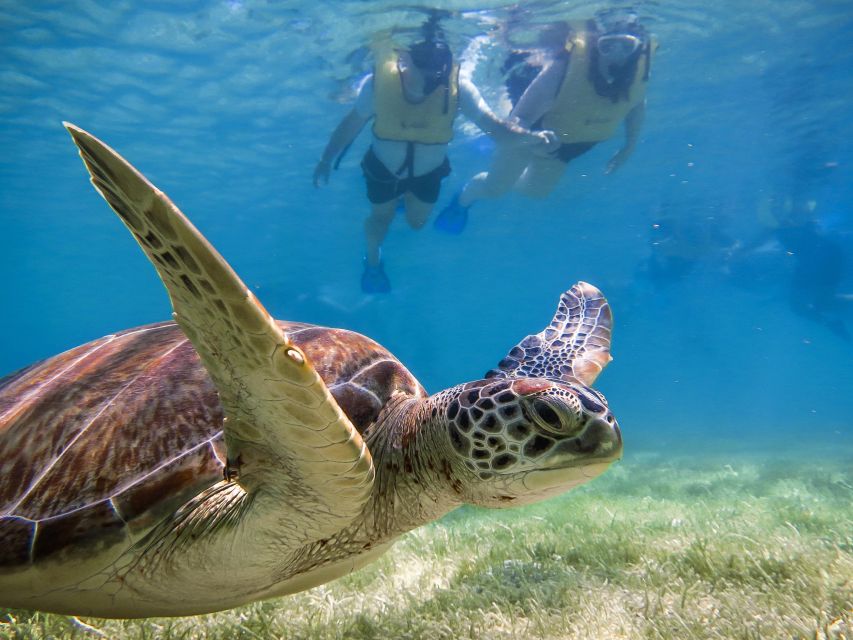 From Cancun/Riviera Maya Snorkel With Sea Turtles & Cenotes - Key Points