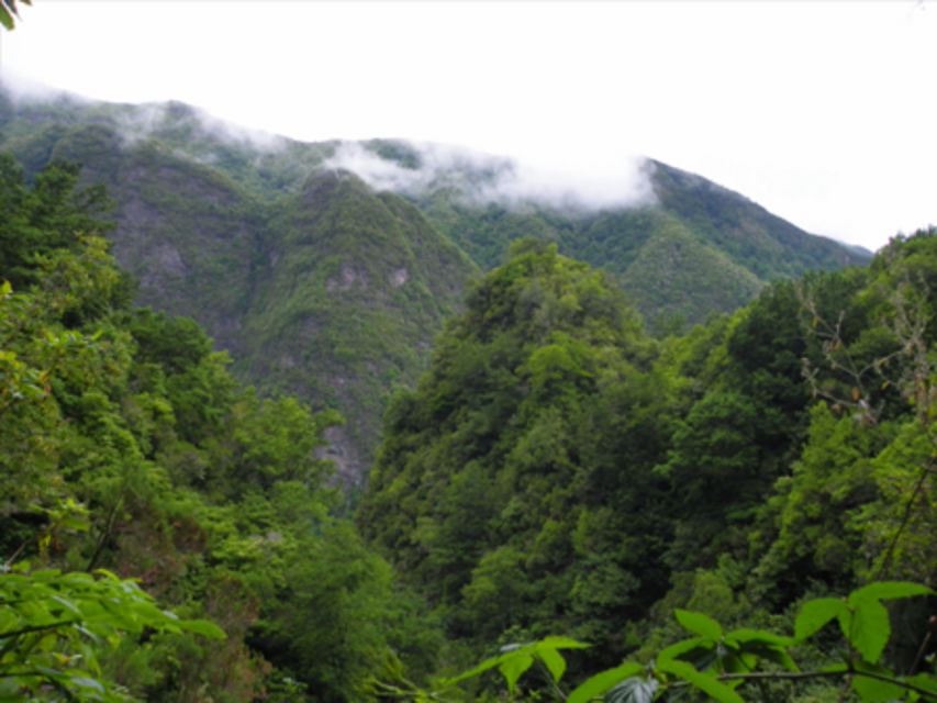 From Caniço/Funchal: Levada Caldeirão Verde Hiking Trip - Key Points