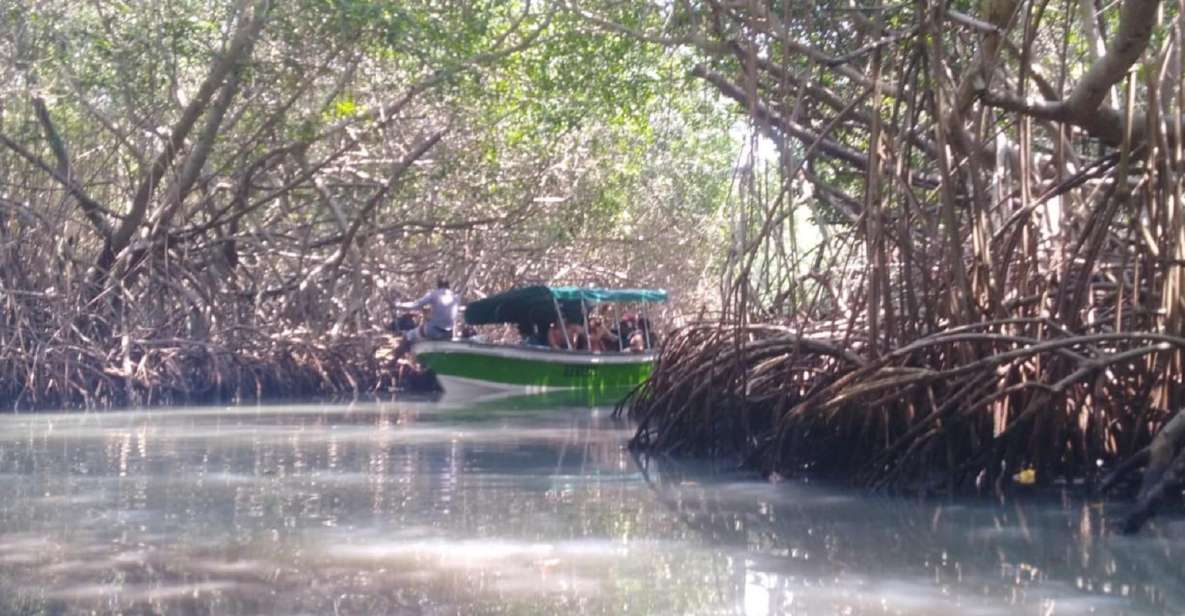 From Cartagena: Mangroves Trip With Lunch - Key Points