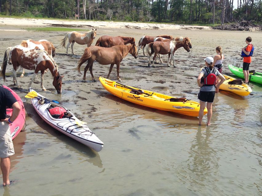 From Chincoteague: Guided Kayak Tour to Assateague Island - Key Points