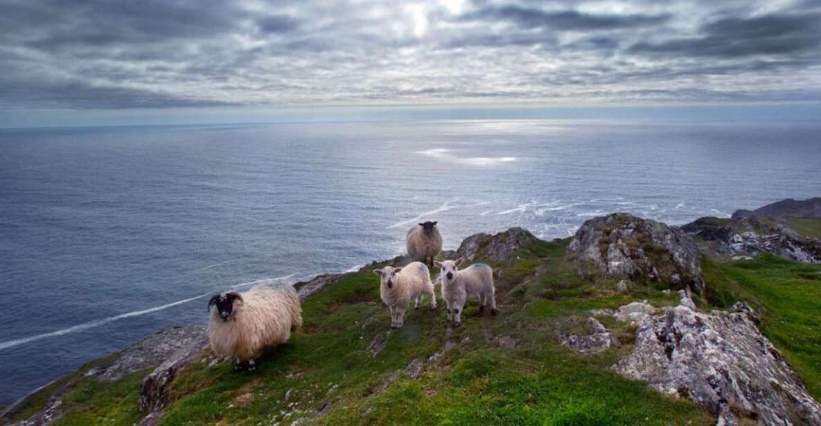 From Cork: Guided Full-Day West Cork to Mizen Head Tour - Key Points