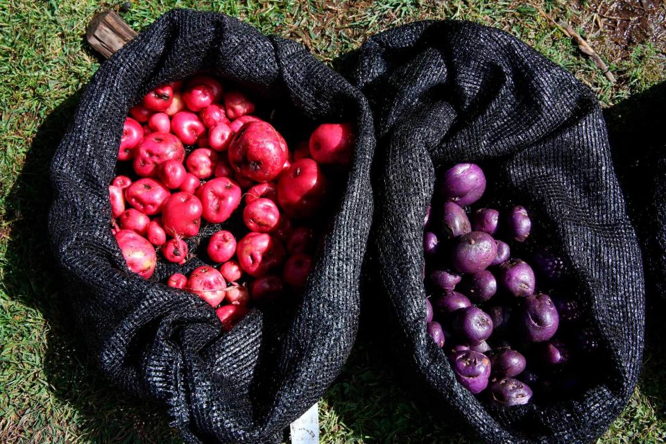 From Cusco: Indigenous Potato Farm Cultural Experience - Key Points