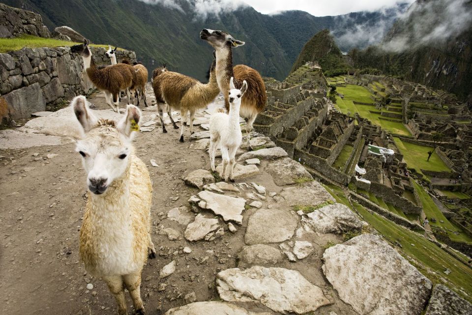 From Cusco: Machu Picchu Private Day Trip on Panoramic Train - Key Points