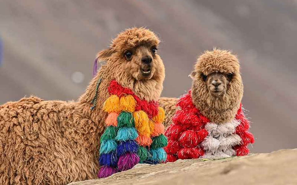 From Cusco Vinicunca - Rainbow Mountain Private Tour - Key Points