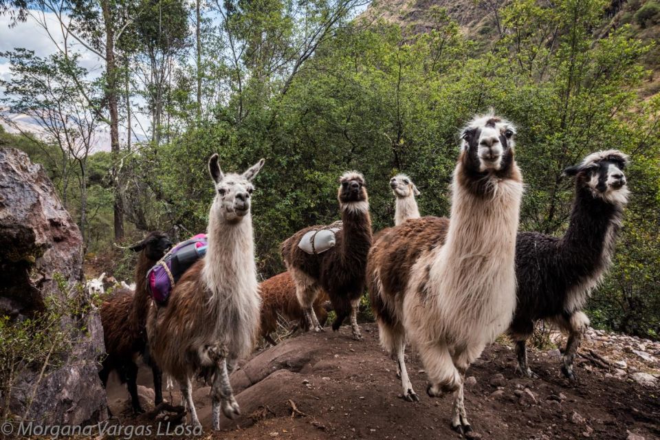 From Cusco: Walk With Alpacas and Llamas & Picnic Private - Key Points