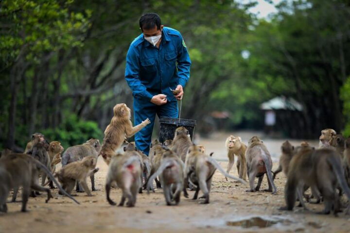 From Ho Chi Minh City: Can Gio Mangrove Guided Forest Tour - Key Points