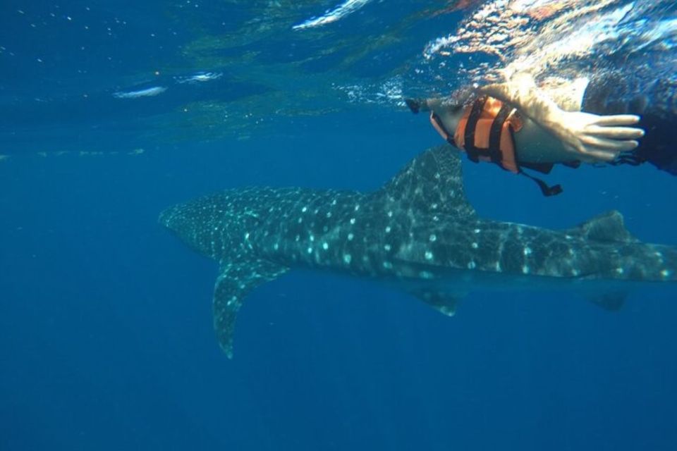 From Holbox Island: Whale Shark Tour - Key Points