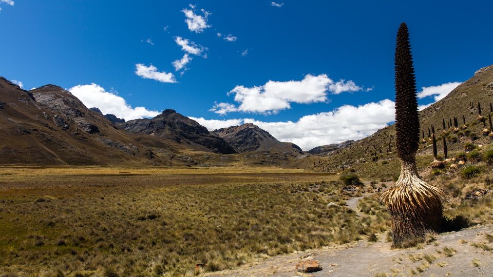 From Huaraz: Glacier Pastoruri and Puya Raimondi Day Tour - Key Points