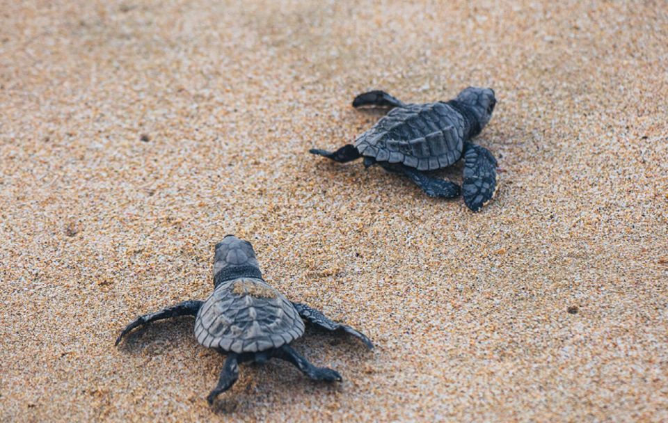 From Huatulco:Turtle Release and Bioluminescence Tour - Key Points