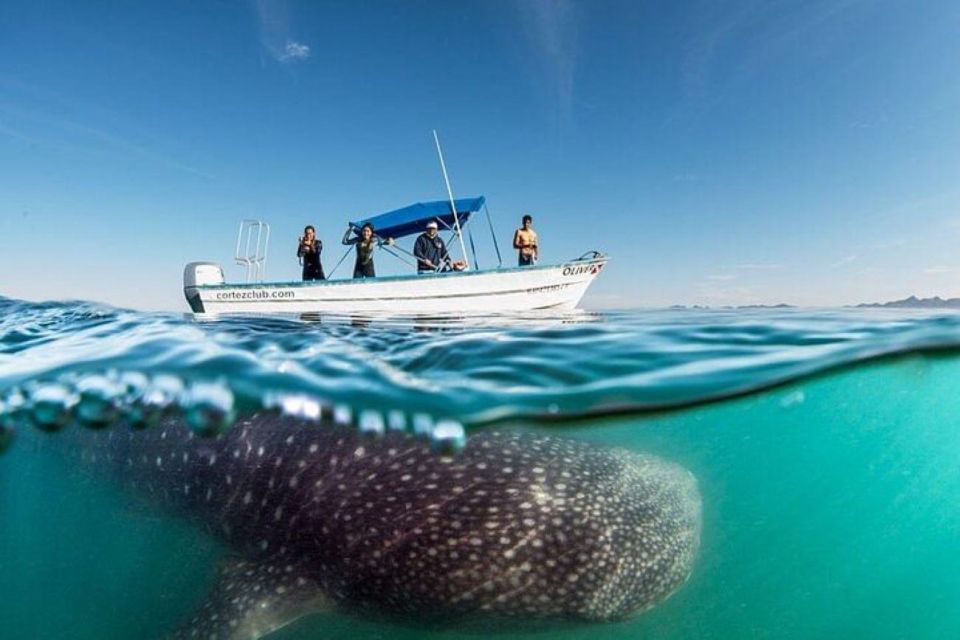 From La Paz: Whale Sharks, Sea Lions & Balandra Beach Combo - Key Points