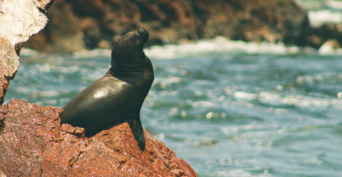 From Lima: Paracas National Reserve Tour & Ballesta Islands - Key Points