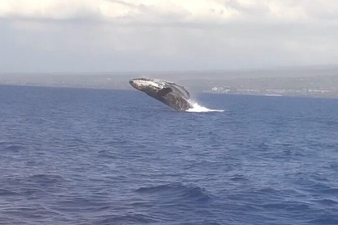 From Maalaea Harbor: Whale Watching Tours Aboard Winona Catamaran - Key Points