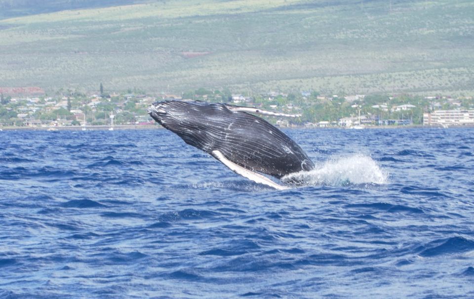From Maalaea: Whale Watching Catamaran Cruise With Drinks - Key Points