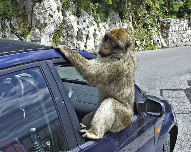 From Malaga: Rock of Gibraltar Private Skip-the-Line Tour - Key Points