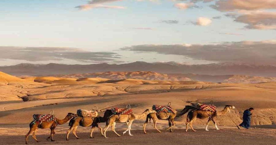 From Marrakech: Lunch in Agafay Desert With Camel Ride - Key Points