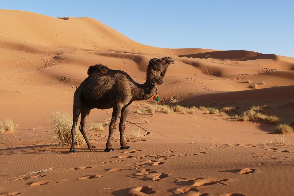 From Marrakech: Marrakech to Merzouga 3-Day Desert Tour - Key Points