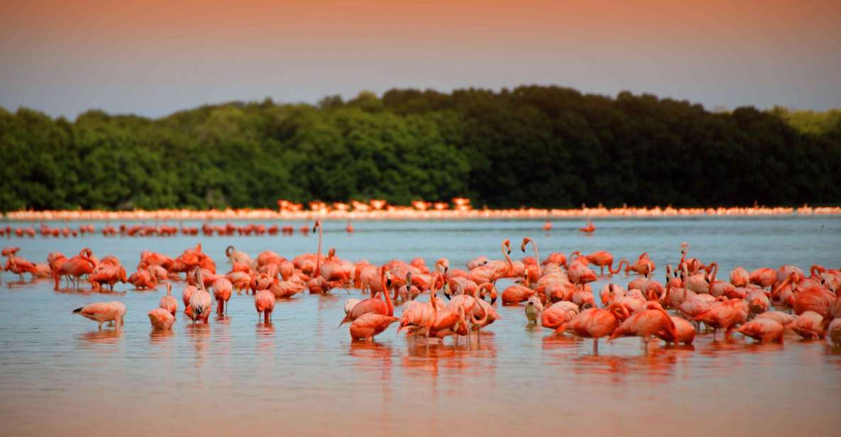 From Mérida: Ria Celestun Biosphere Reserve Tour - Key Points