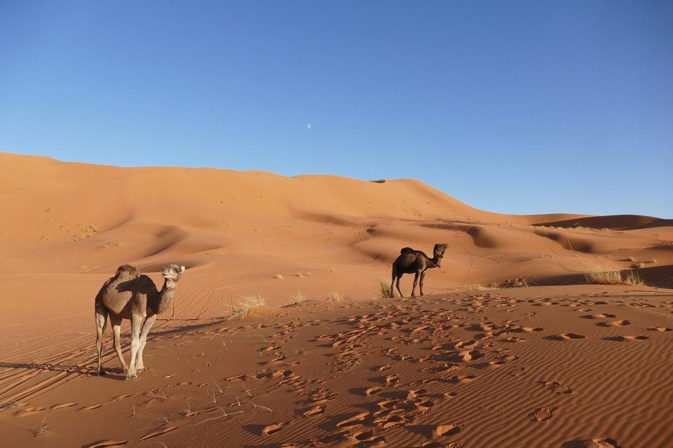 From Ouarzazate: Erg Lihoudi Sahara Desert Tour - 2 Days - Tour Experience