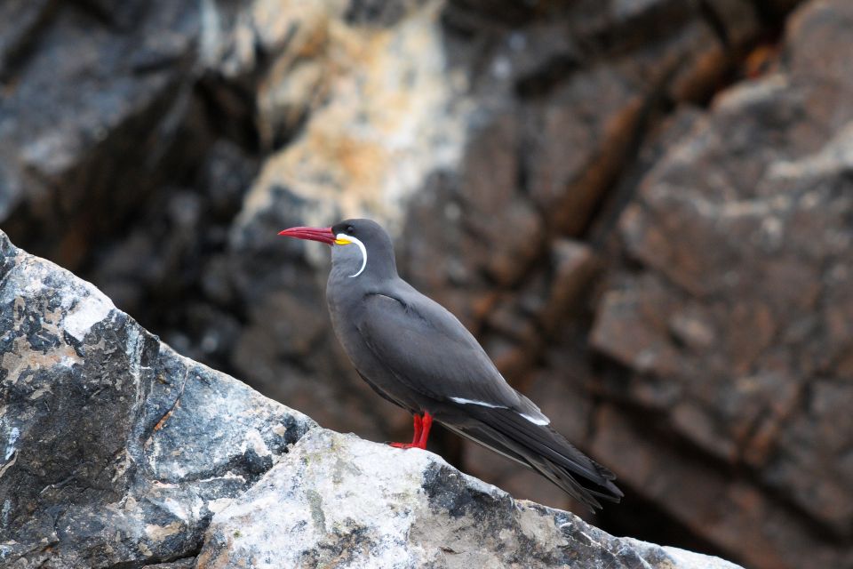 From Paracas: Scenic Boat Tour to Ballestas Island - Key Points