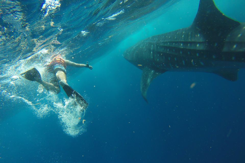 From Playa Del Carmen: Whale Shark Tour - Key Points