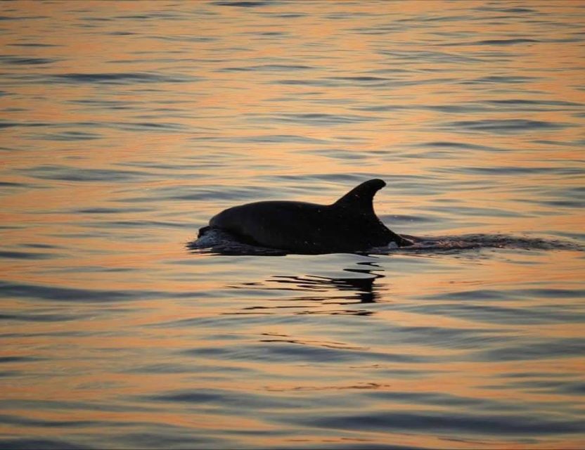 From Poreč: Evening Dolphin Cruise With Welcome Drink - Key Points