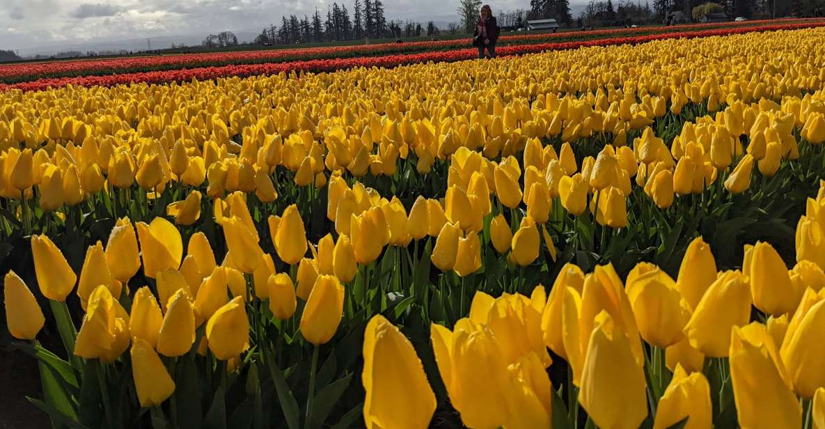 From Portland: Wooden Shoe Tulip Farm Festival Entry Ticket - Key Points