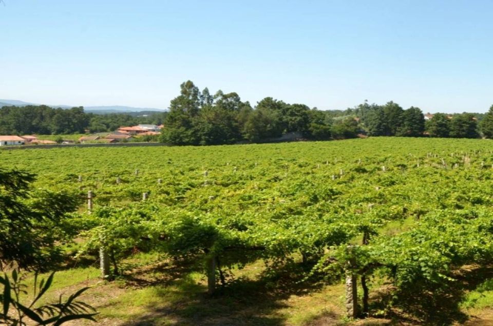 From Porto: Monção Wineries Tour With Wine Tastings - Key Points