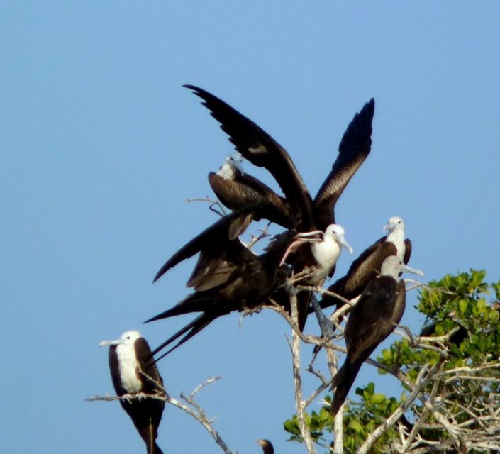 From Puerto Escondido: Birdwatching on a Boat - Key Points