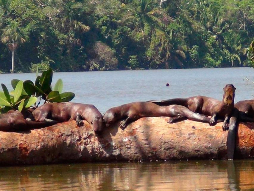 From Puerto Maldonado Jungle Trekking Sandoval Lake - Key Points