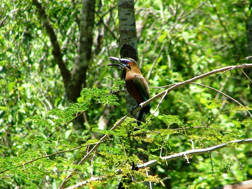 From Riviera Maya : Sian Ka'an Muyil Birdwatching With Guide - Key Points
