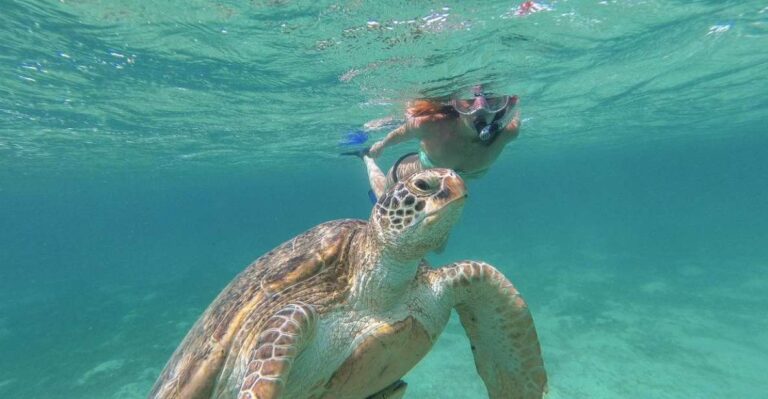 From Riviera: Tulum, Cenote and Turtle Swim Tour at Akumal