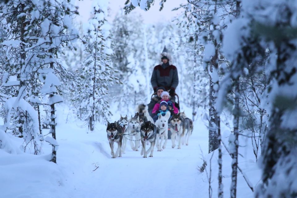 From Rovaniemi: 5km Husky Sleigh Ride - Key Points