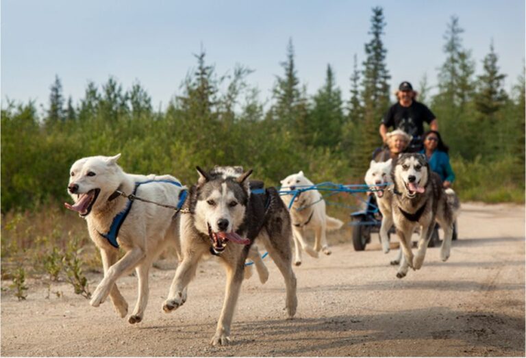 From Rovaniemi: Autumn Husky Safari Adventure