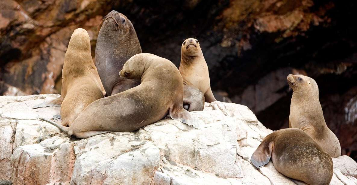 From San Martin Port: 2-Hour Ballestas Island - Key Points