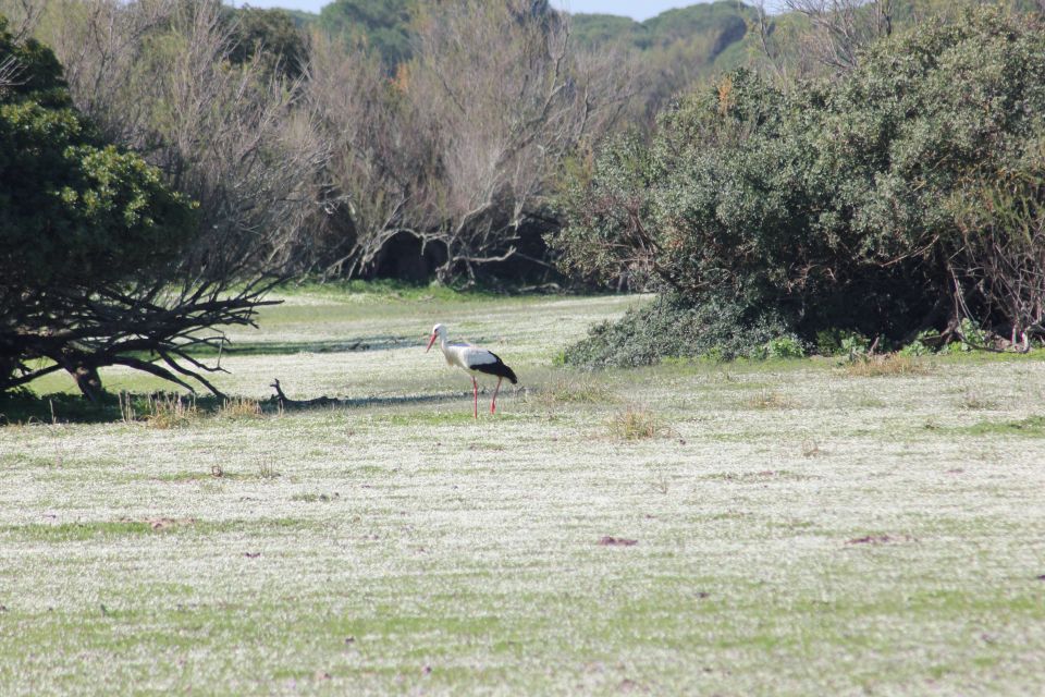 From Seville: Doñana National Park Full-Day Private Tour - Key Points