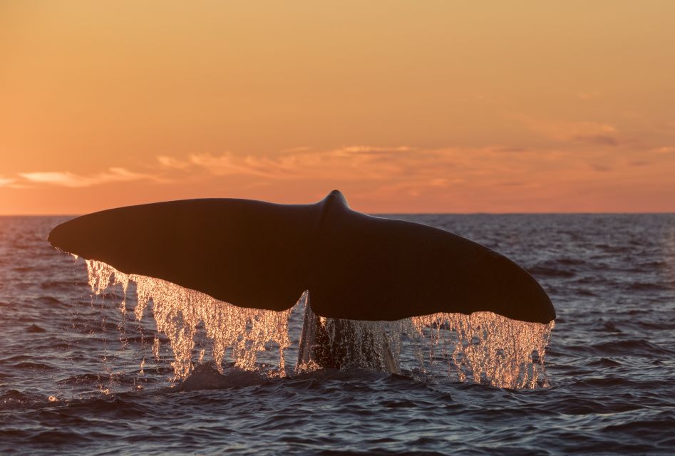 From Svolvær: Whale Watching Day Trip to Andenes - Key Points