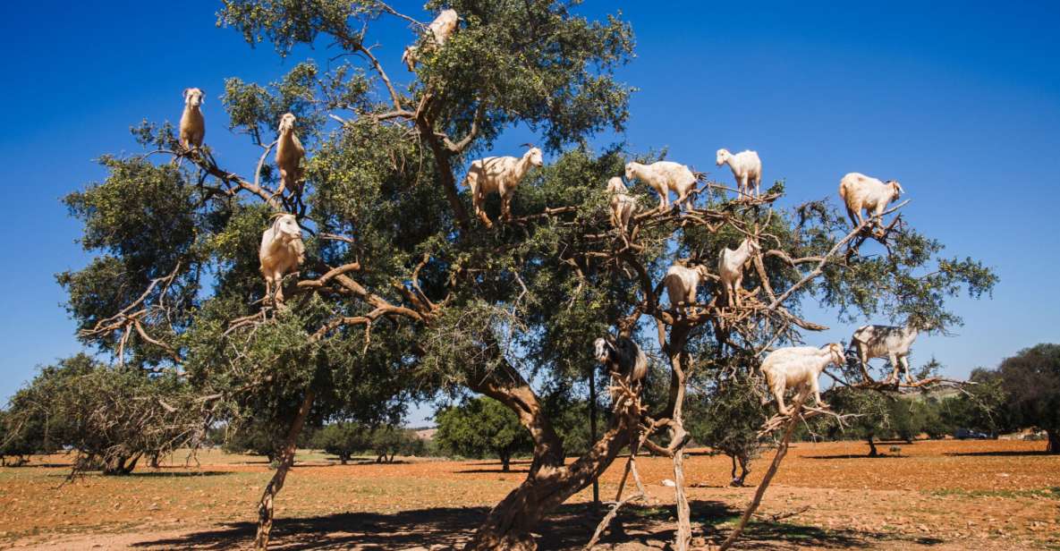 From Taghazout: Tree-Climbing Goats Sightseeing Tour - Key Points