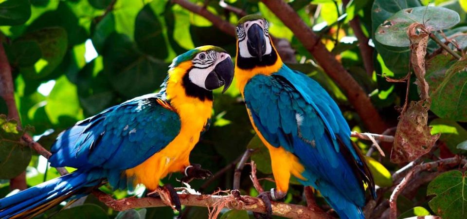 From Tambopata: Parrots and Macaws Clay Lick - Key Points