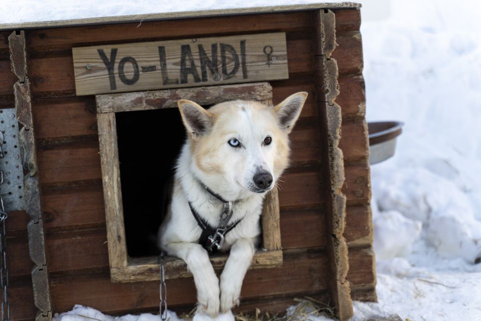 From Tromsø: Fun and Easy Dog Sledding Adventure - Key Points