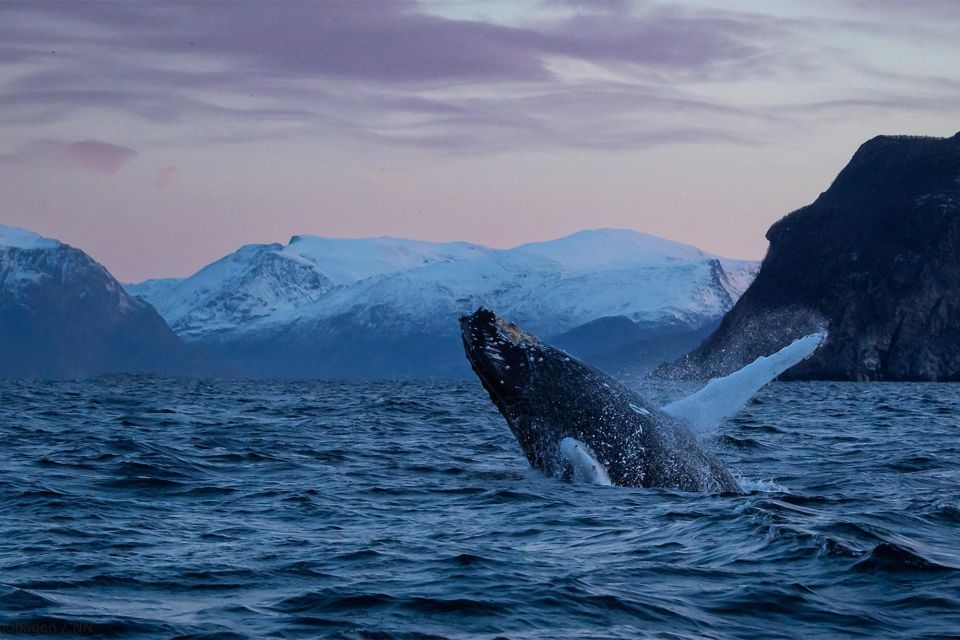 From Tromsø: Overnight Northern Lights & Whale Watching Tour - Key Points