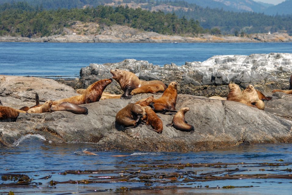 From Victoria: Whale Watching 3-Hour Trip on Covered Boat - Key Points