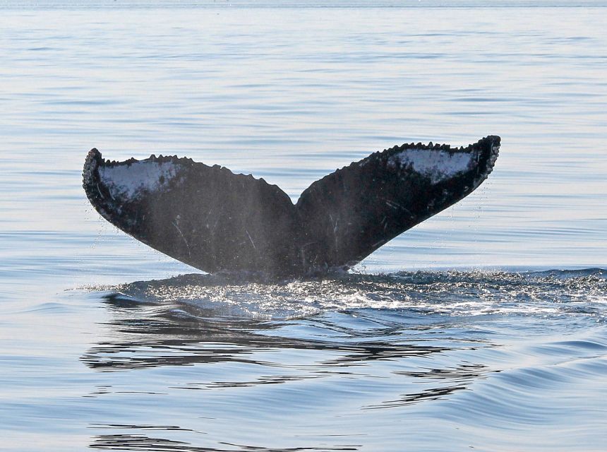 From Victoria: Whale Watching Marine Wildlife Excursion - Key Points