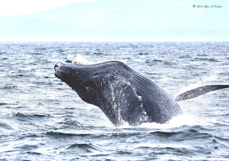 From Victoria: Whale Watching Tour by Zodiac Boat - Key Points
